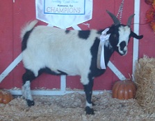 SMR Elvis